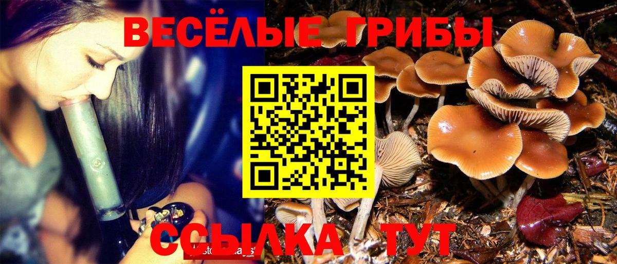 Псилоцибиновые грибы мицелий Каменка